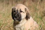 KANGAL 084
